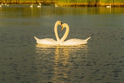 Two white swans forming a heart shape with their necks on calm water at sunset representing true love and strong connection